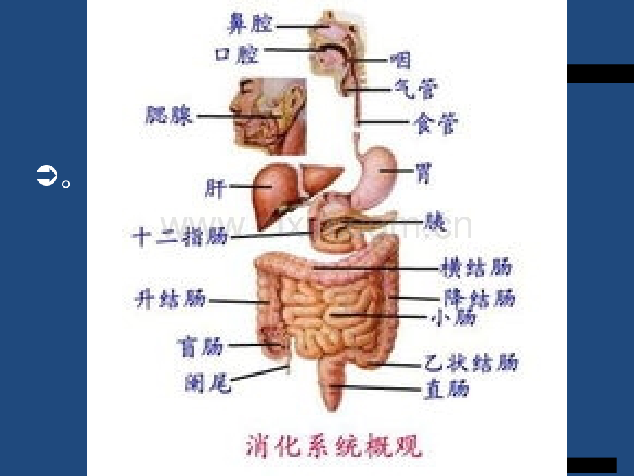 胃肠镜检查前后的护理ppt课件.ppt_第2页