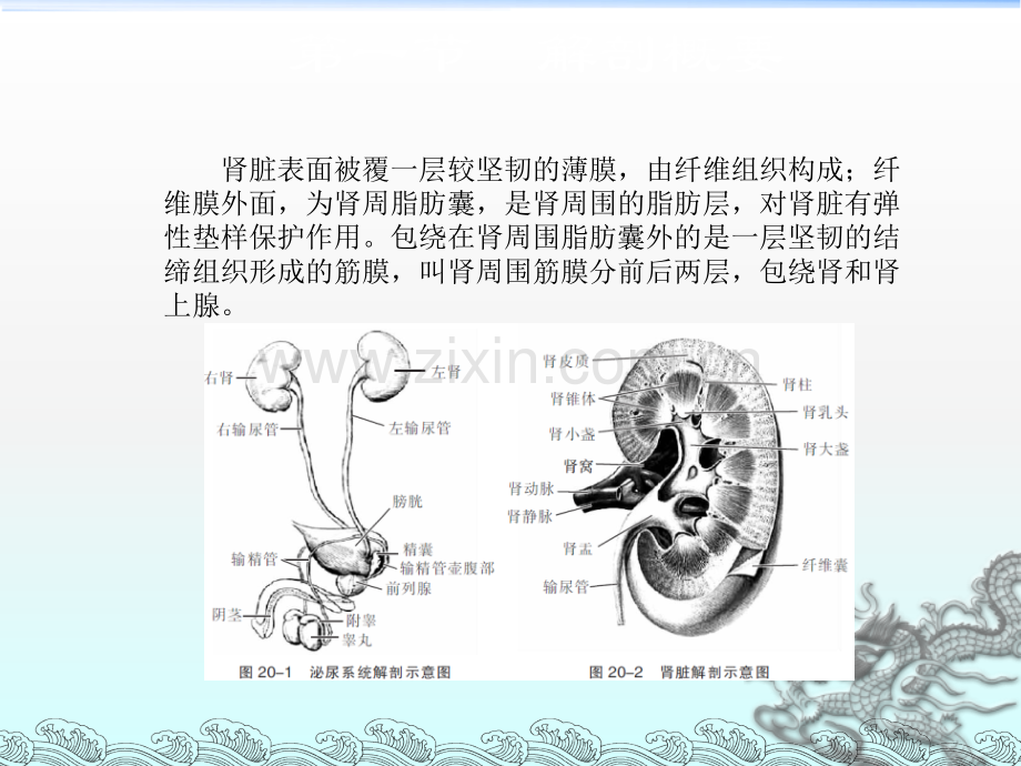 超声医学ppt课件.ppt_第3页