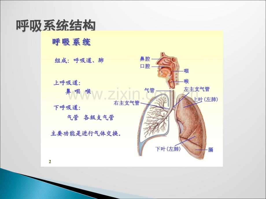 呼吸系统肿瘤ppt课件.pptx_第2页