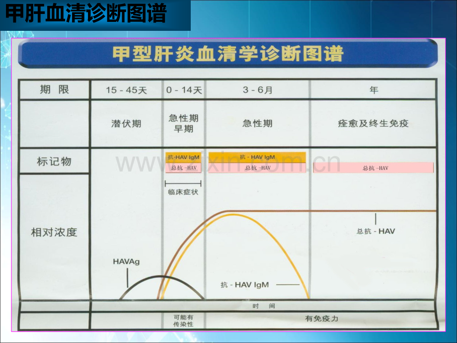 乙肝学习资料(校内版.ppt_第2页