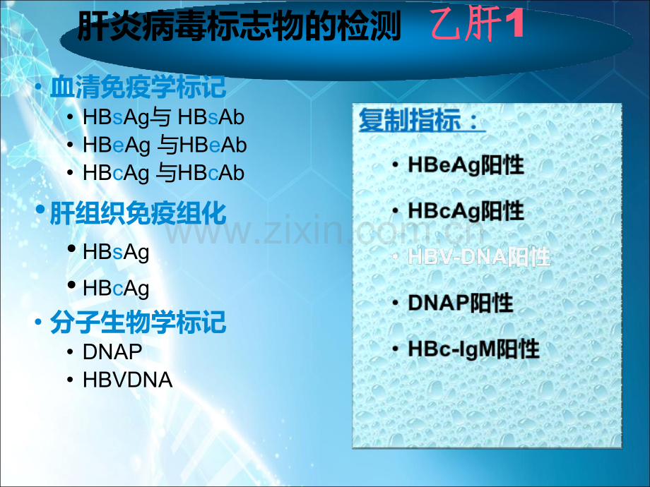 乙肝学习资料(校内版.ppt_第3页