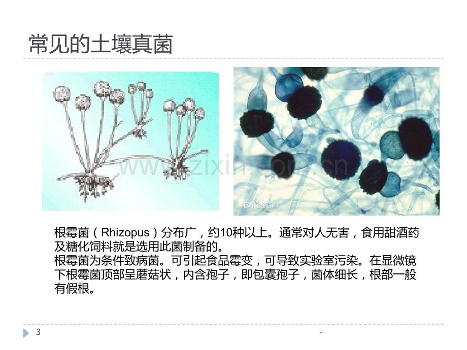 土壤微生物PPT课件.pptx_第3页