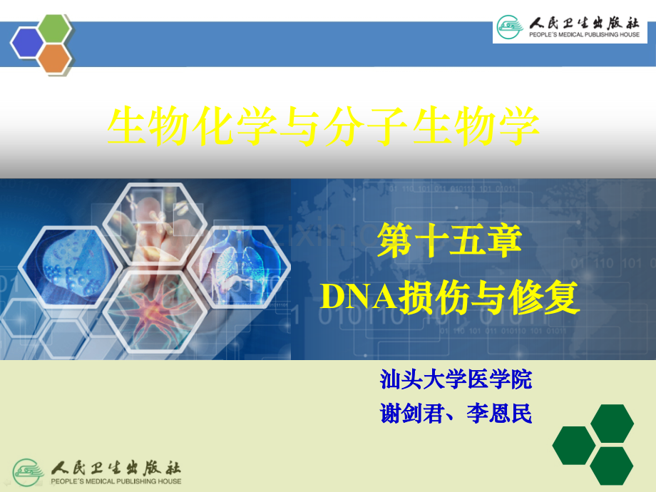 DNA的损伤修复ppt课件.pptx_第2页