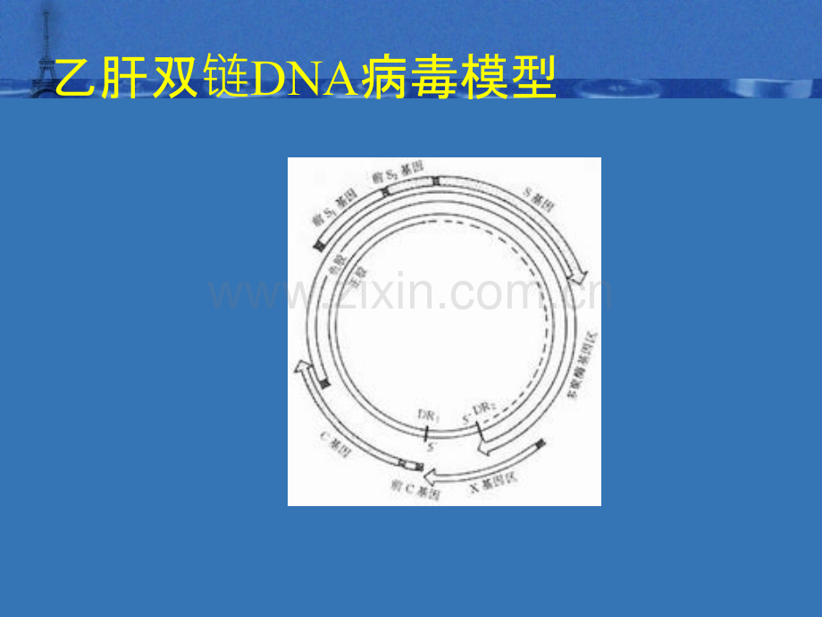 乙肝三系解读ppt课件.ppt_第3页