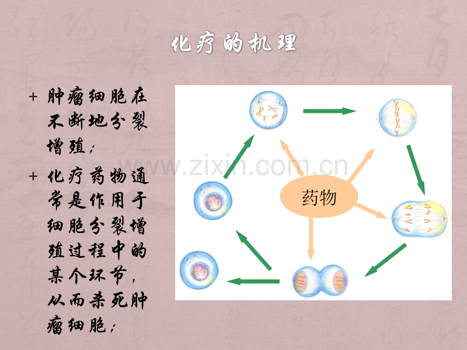 肿瘤化疗常见不良反应与处理.ppt_第2页