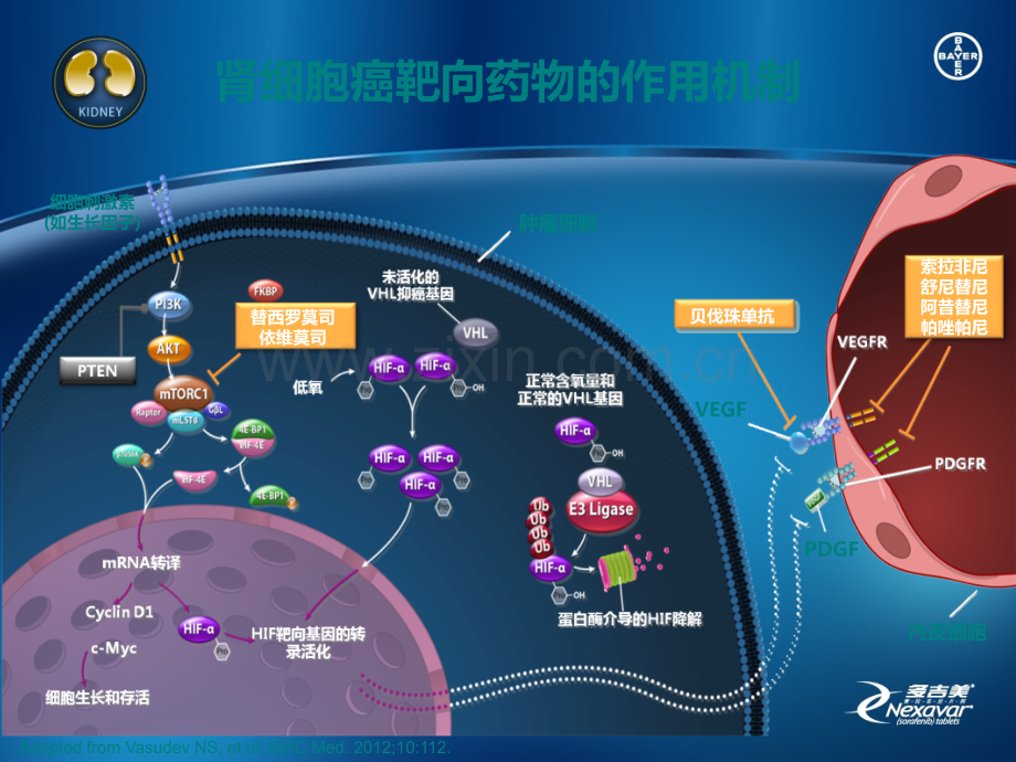 索拉非尼在晚期肾癌患者中的生存获益ppt课件.pptx_第3页