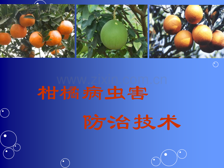 柑橘病虫害防治全面技术.ppt_第1页