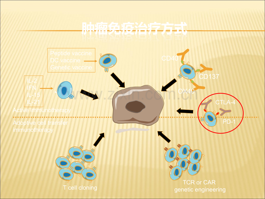 ASCO会后-肺癌免疫治疗进展.ppt_第3页