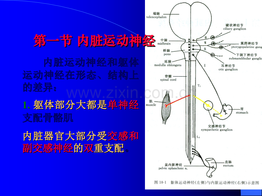 第十五章-自主神经系统ppt课件.ppt_第3页