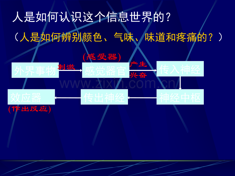 对环境的察觉复习课件.ppt_第2页