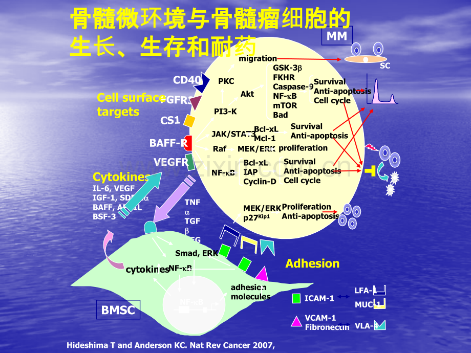 多发性骨髓瘤的转化医学研究ppt课件.ppt_第3页