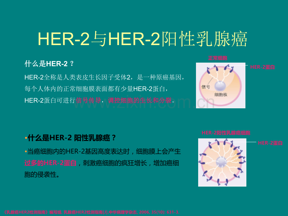 走进HER阳性乳腺癌.ppt_第3页