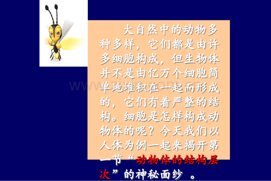 动物体结构层次-课件.ppt_第2页