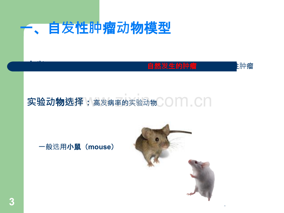 常见肿瘤动物模型一览ppt课件.pptx_第3页