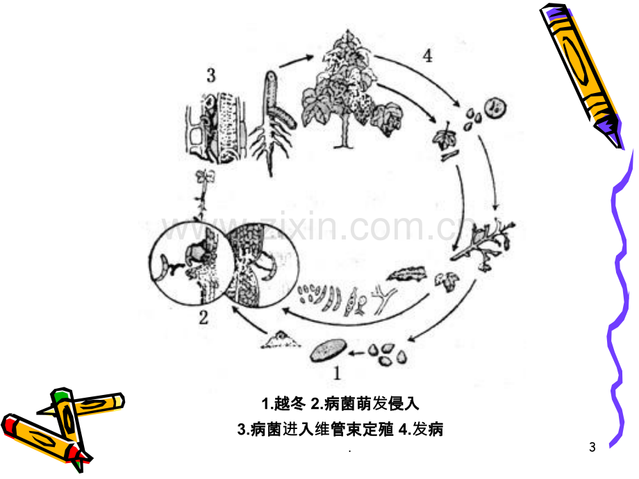 病原物的侵染和侵染概率ppt课件.ppt_第3页