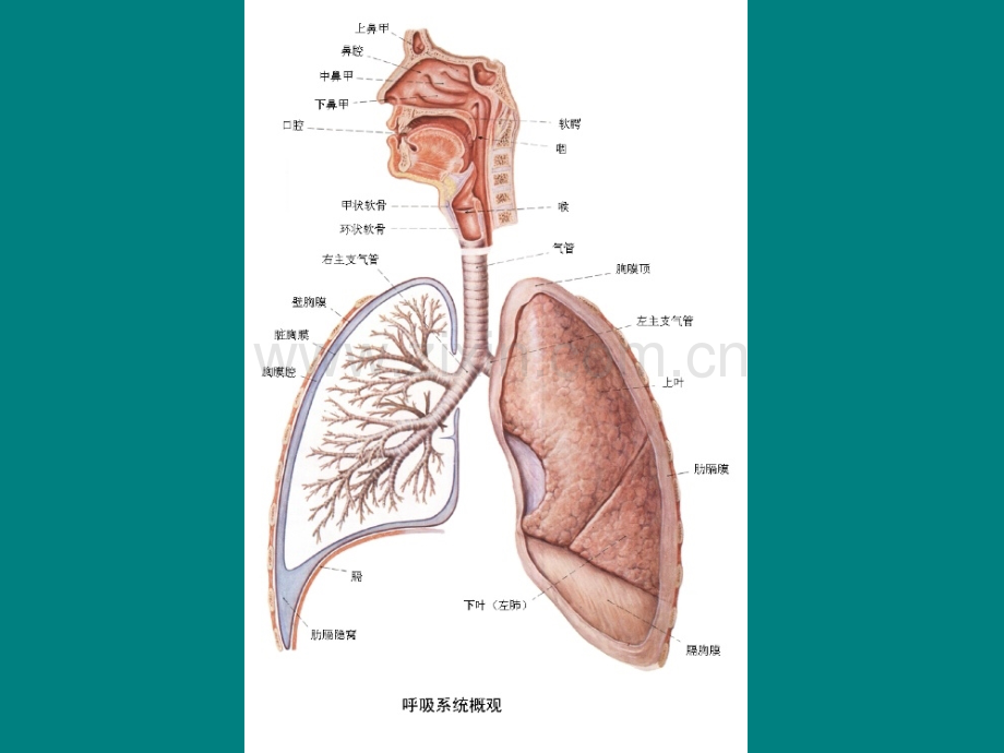 第8章-呼吸系统疾病1-肺炎ppt课件.ppt_第3页