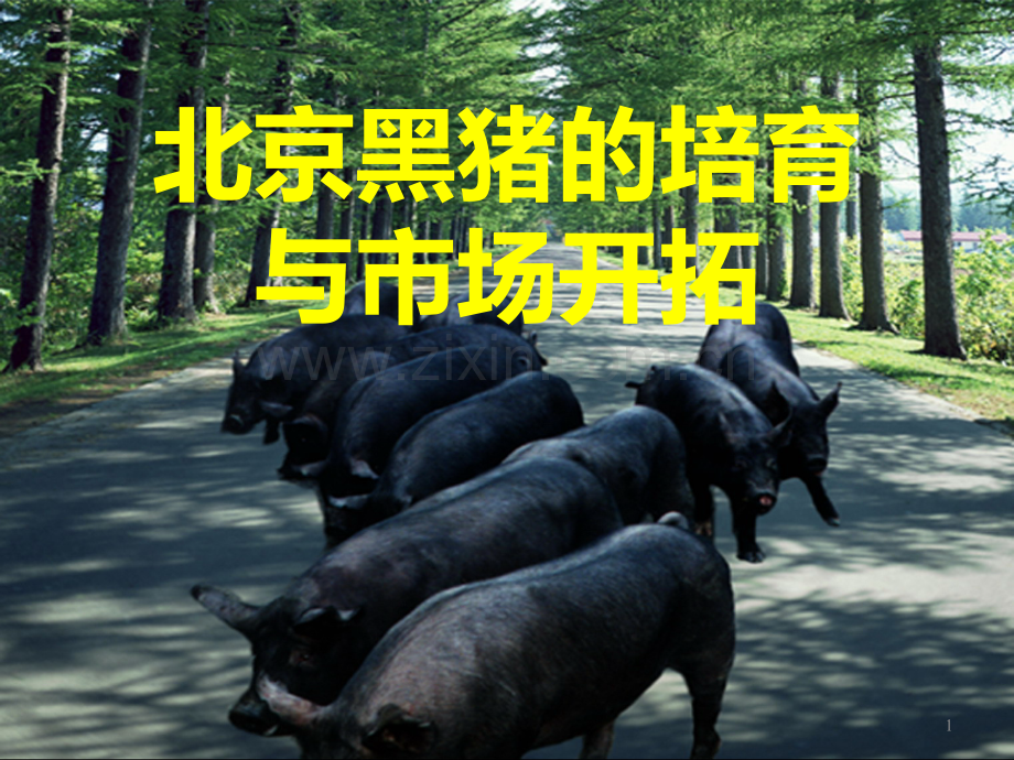 北京黑猪的培育与市场开拓PPT课件.ppt_第1页
