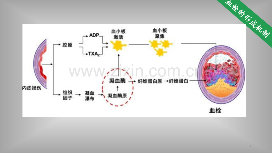 百裕依诺肝素PPT课件.pptx_第3页