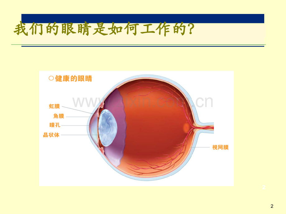 白内障知识培训.ppt_第2页