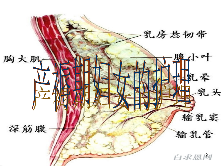 第四章产褥期妇女的护理PPT课件.ppt_第2页