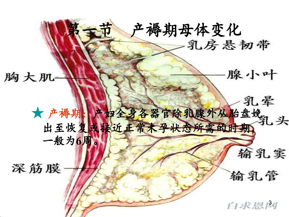 第四章产褥期妇女的护理PPT课件.ppt_第3页