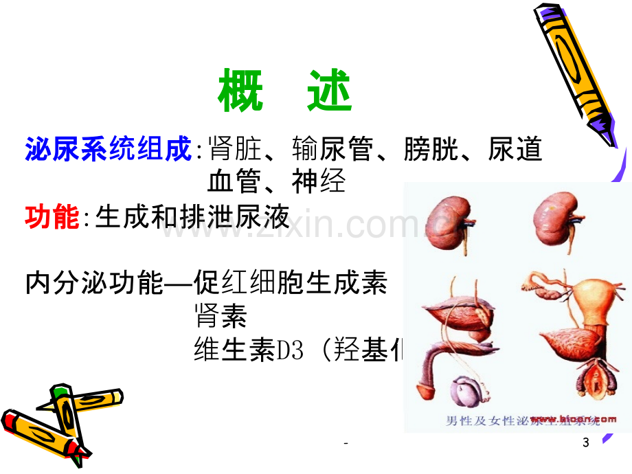 血尿、尿频、尿急、少尿PPT课件.ppt_第3页