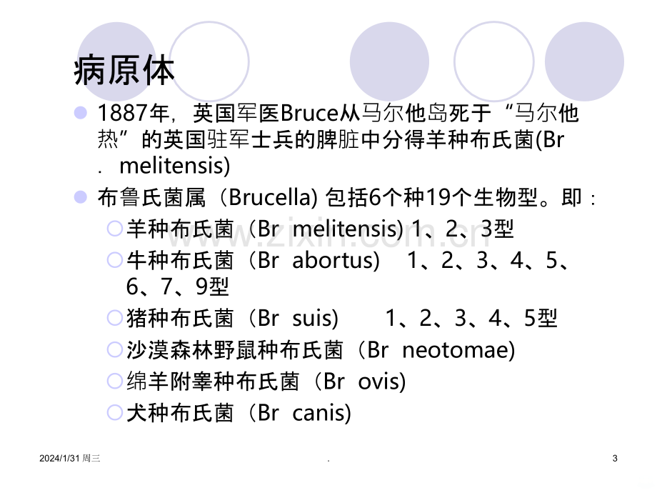 布氏杆菌病的诊断与治疗PPT课件.ppt_第3页