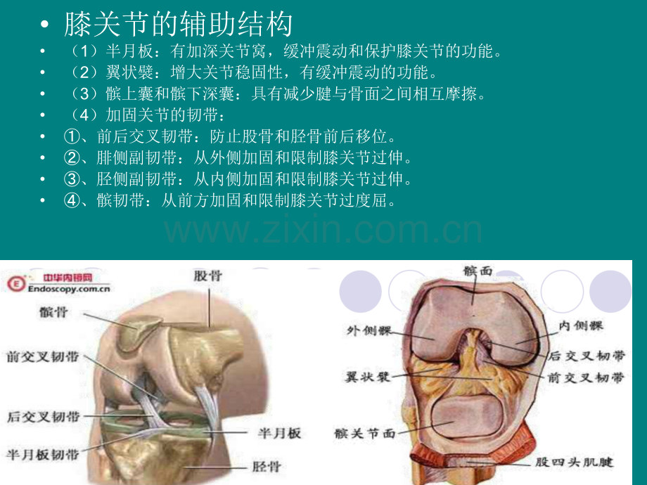 全膝膝关节置换基本理论-解剖ppt课件.pptx_第3页