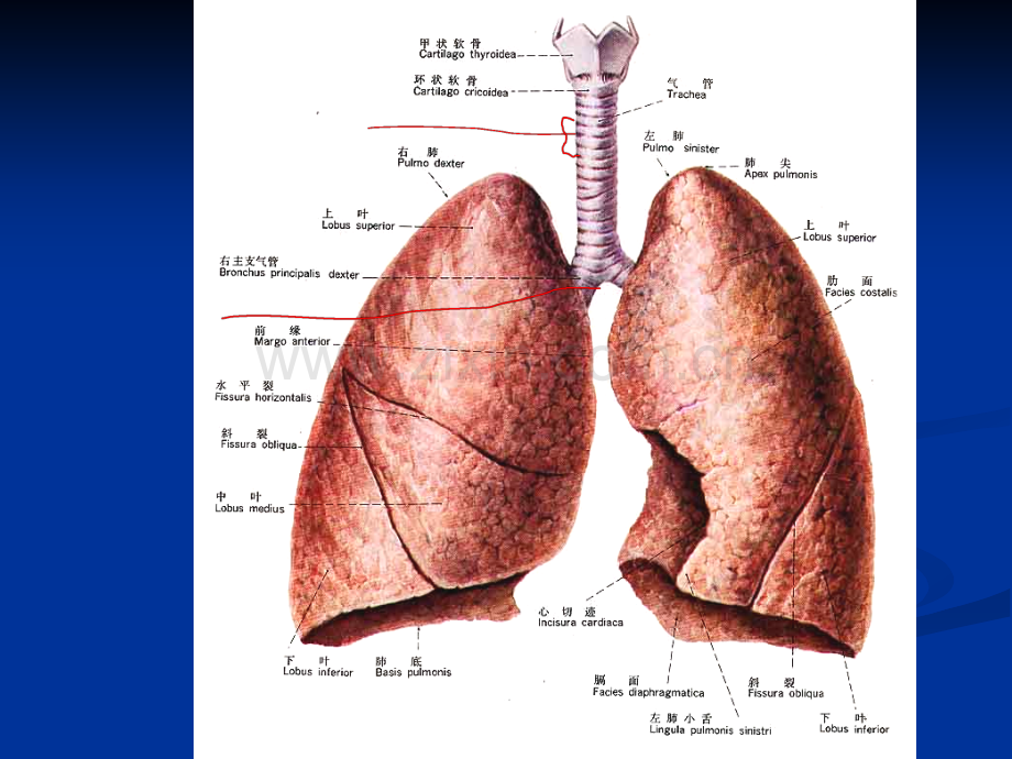 肺的应用解剖.ppt_第3页