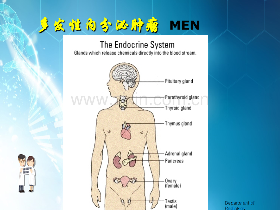 多发性内分泌肿瘤影像表现ppt课件.ppt_第3页