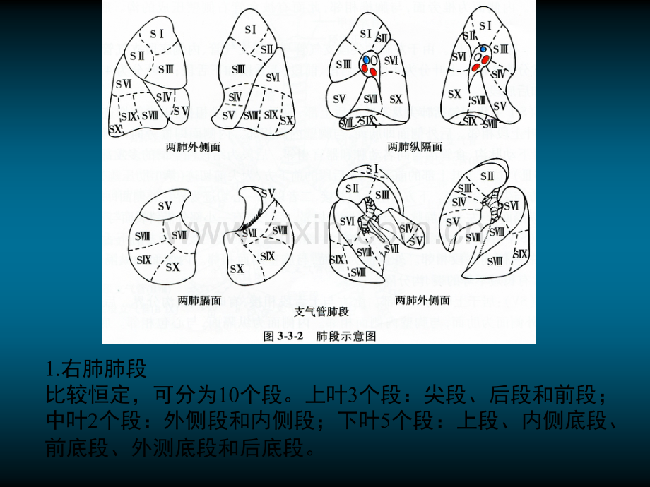 肺段及肺动静脉.ppt_第2页