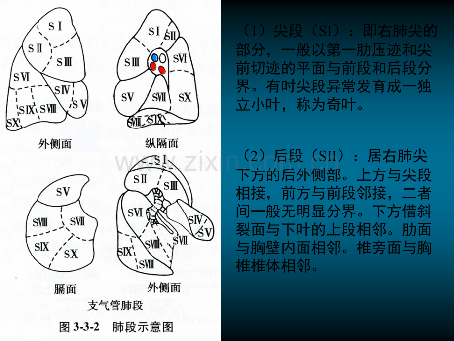 肺段及肺动静脉.ppt_第3页