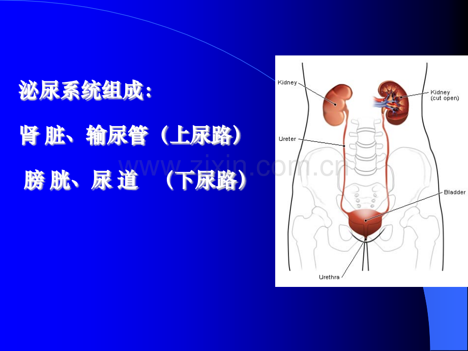 泌尿、男性生殖系统疾病的主要症状和特殊检查ppt课件.pptx_第2页