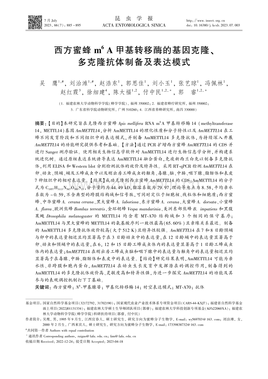 西方蜜蜂m 6A甲基转移酶的基因克隆、多克隆抗体制备及表达模式.pdf_第1页