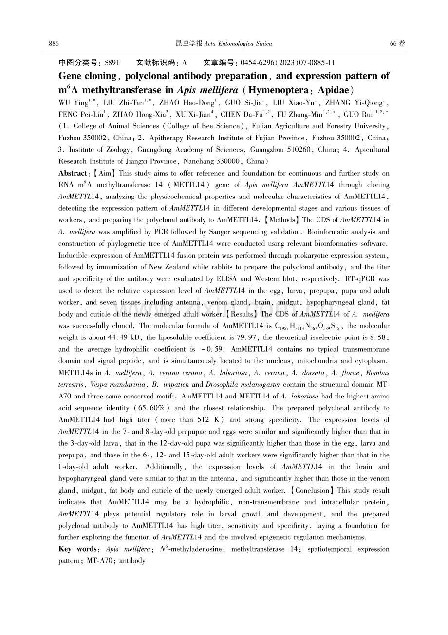 西方蜜蜂m 6A甲基转移酶的基因克隆、多克隆抗体制备及表达模式.pdf_第2页