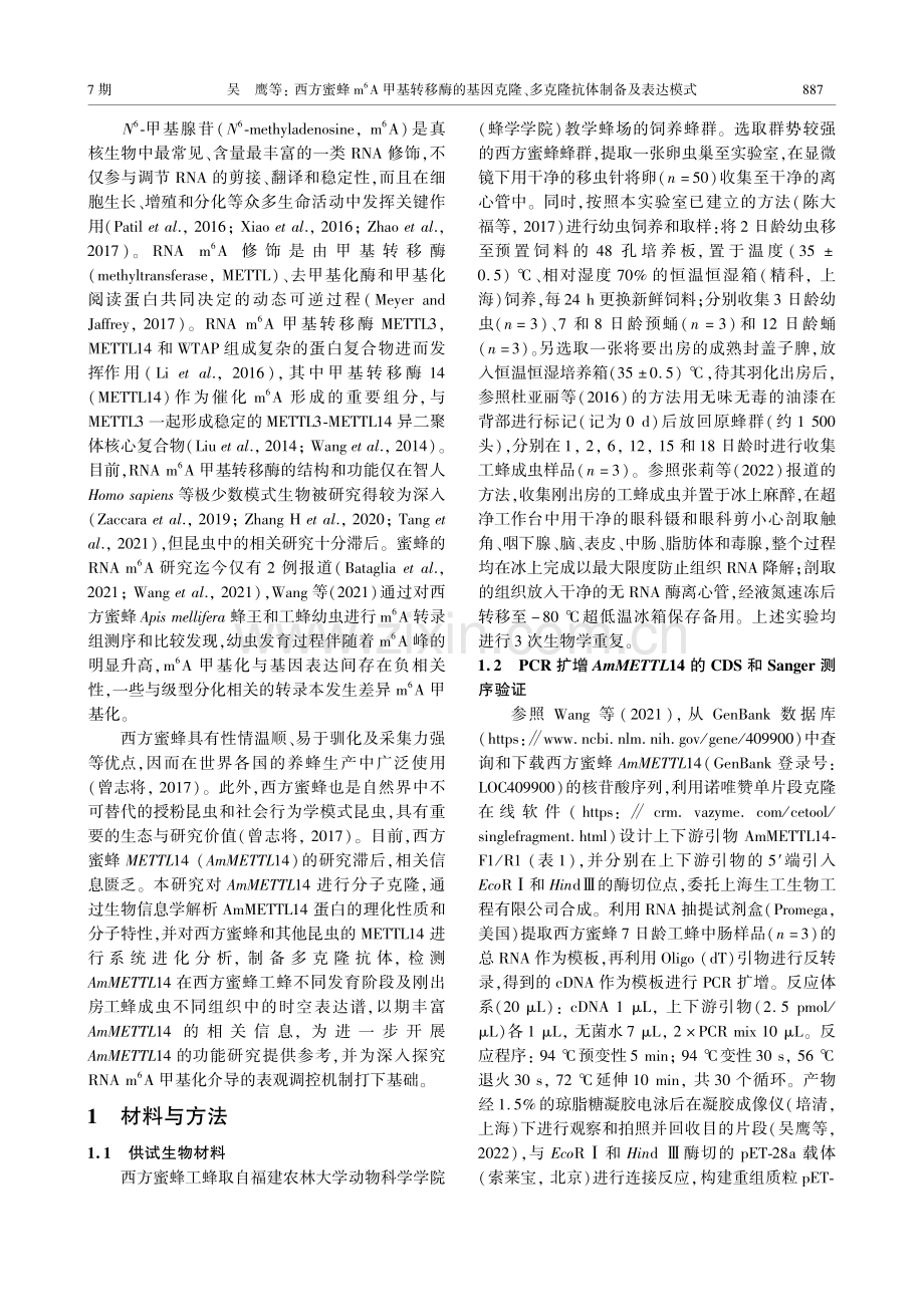 西方蜜蜂m 6A甲基转移酶的基因克隆、多克隆抗体制备及表达模式.pdf_第3页