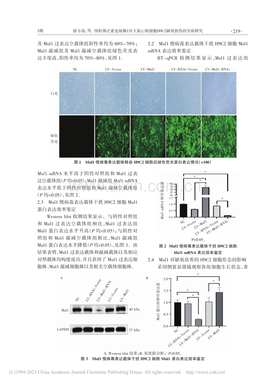 线粒体泛素连接酶1对大鼠心...H9C2缺氧损伤的实验研究_徐方晶.pdf_第3页