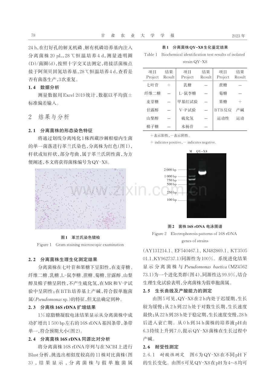 西藏沙棘根瘤内生菌假单胞菌属的分离与鉴定.pdf_第3页