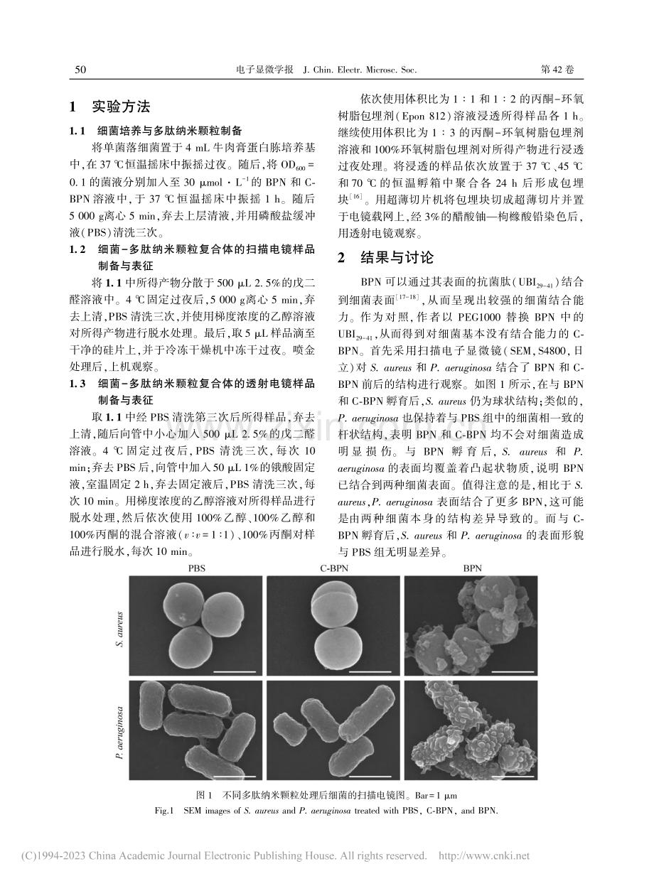 细菌-多肽纳米颗粒复合体的超微结构表征_卿光超.pdf_第2页