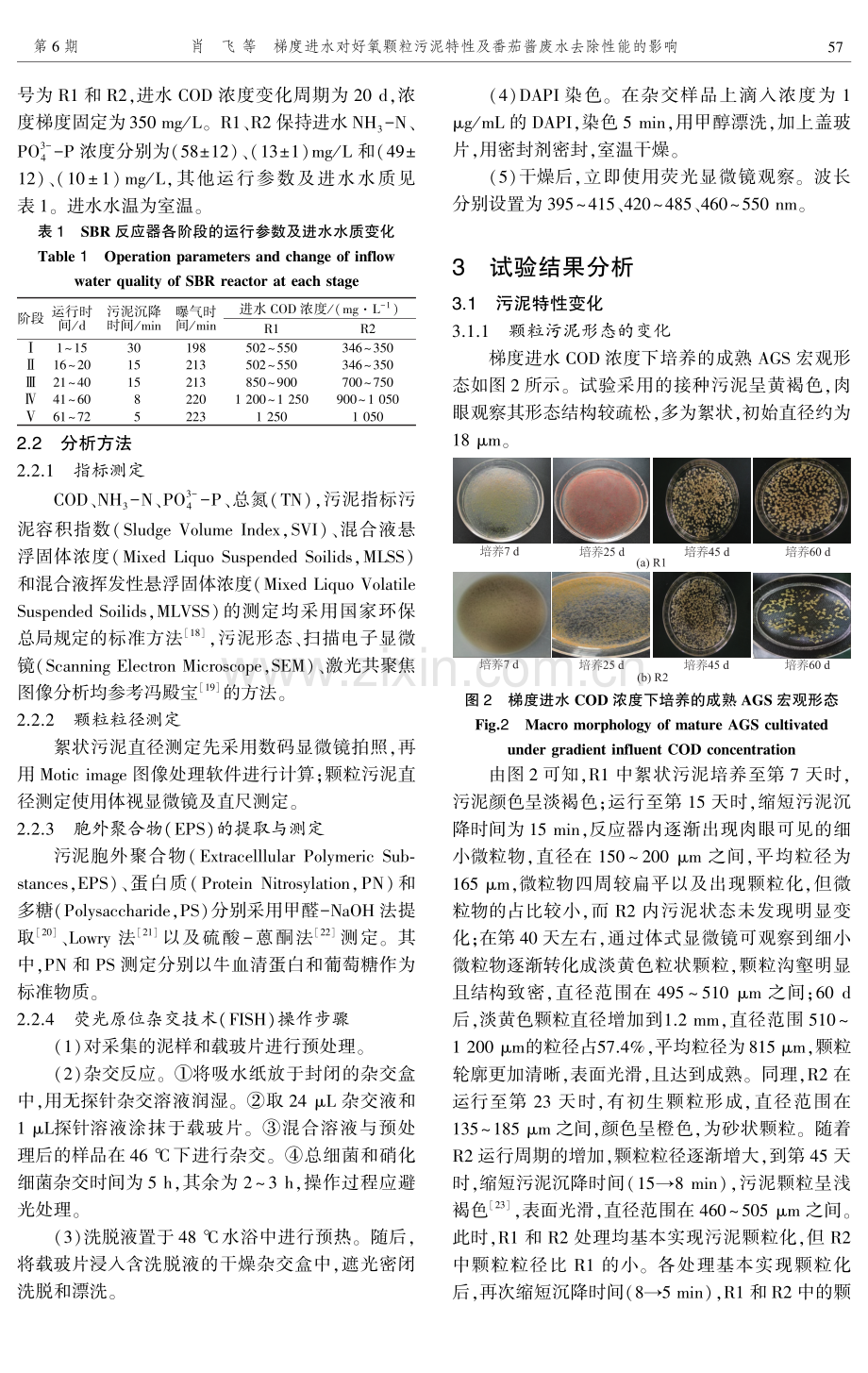 梯度进水对好氧颗粒污泥特性及番茄酱废水去除性能的影响.pdf_第3页