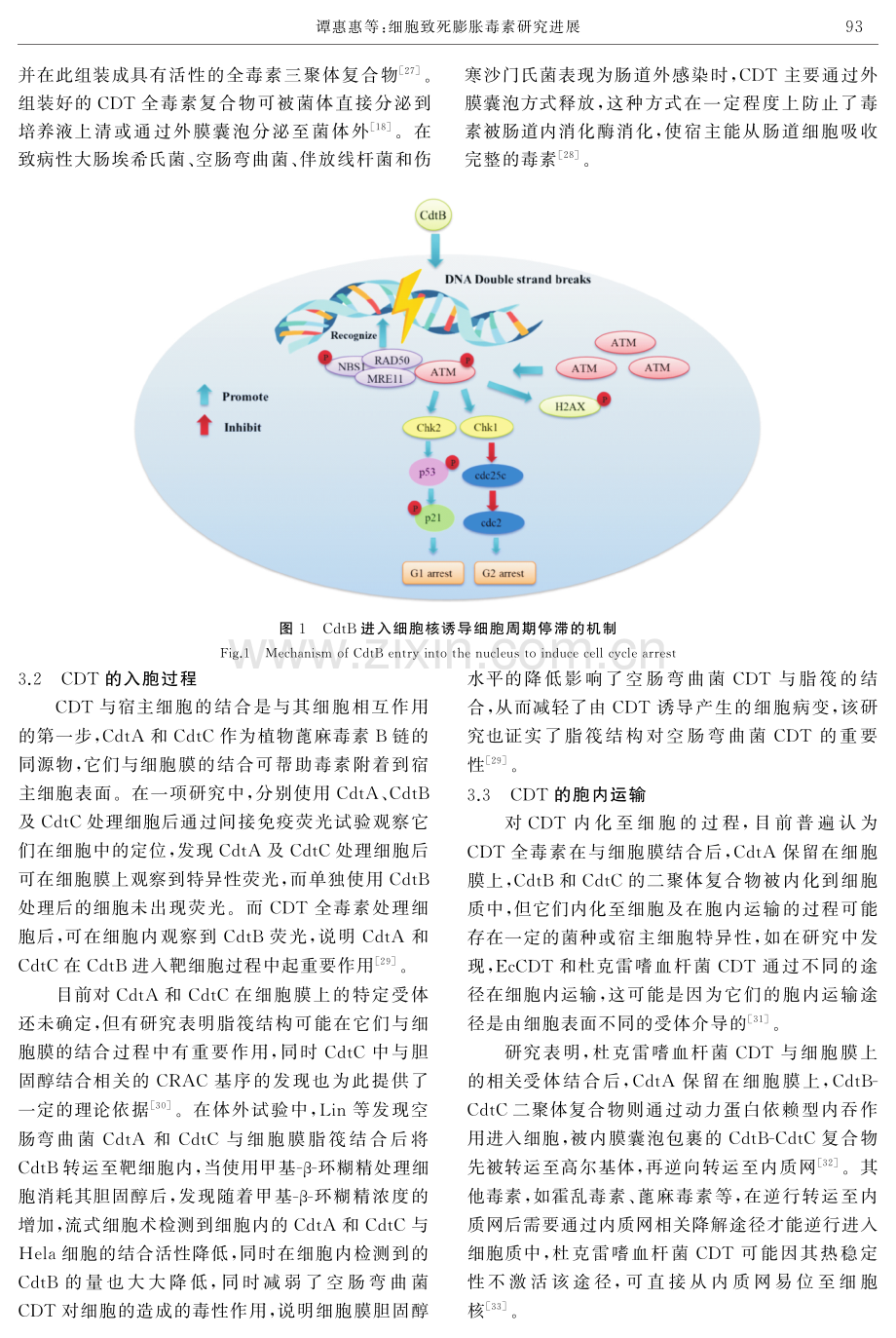 细胞致死膨胀毒素研究进展.pdf_第3页