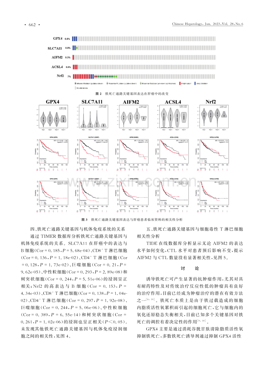 铁死亡通路关键基因在肝癌中的表达及临床意义.pdf_第3页