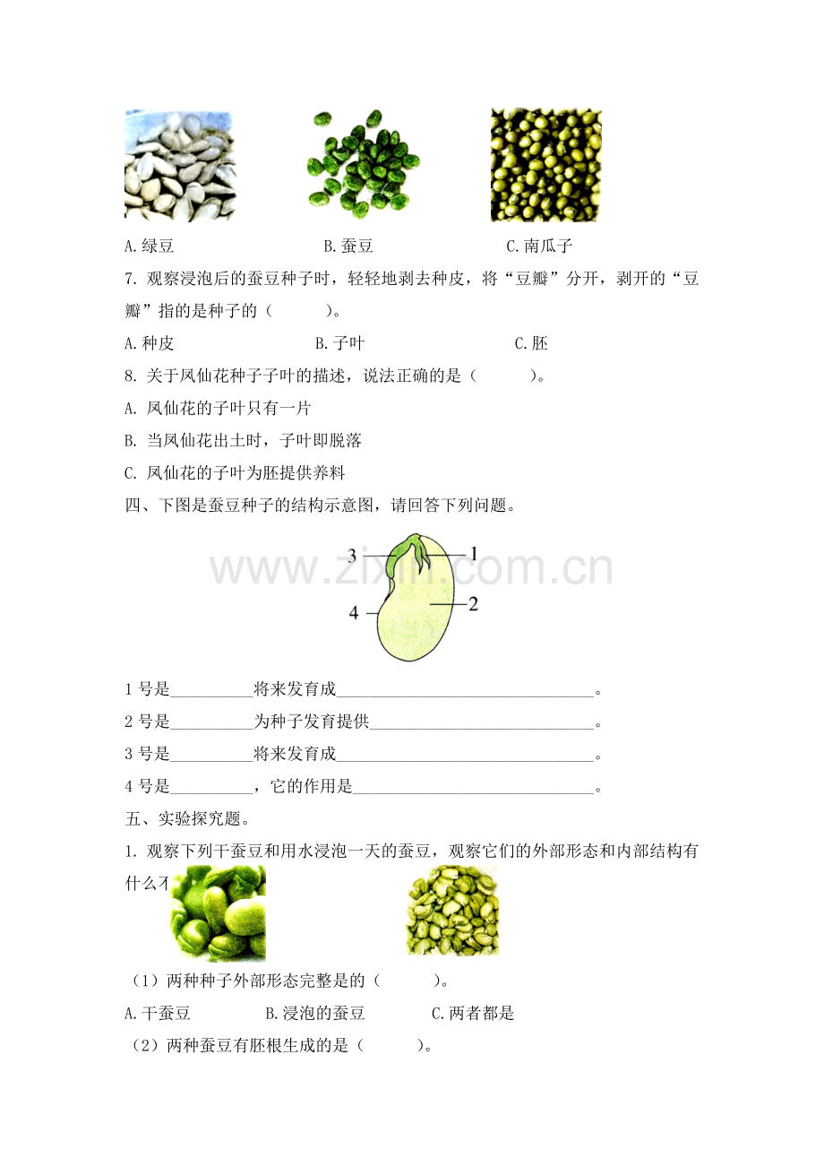 1.种子里孕育着新生命--同步练习(含答案)1.doc_第2页