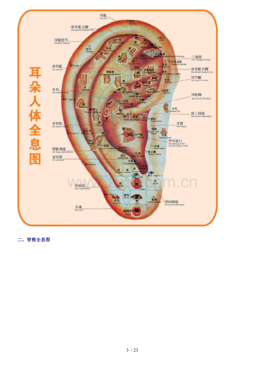 人体按摩穴位示意图(美女演示版).doc_第3页