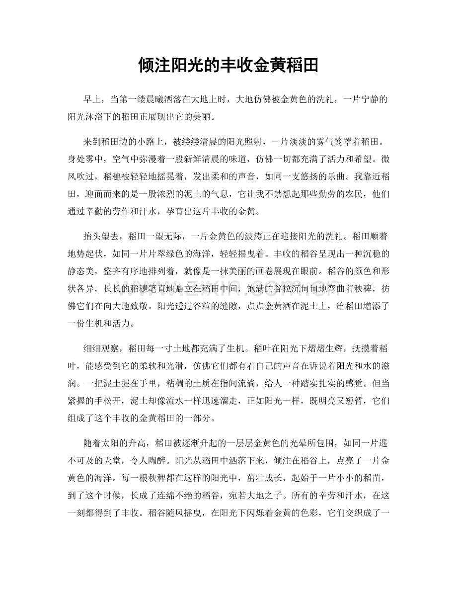 倾注阳光的丰收金黄稻田.docx_第1页