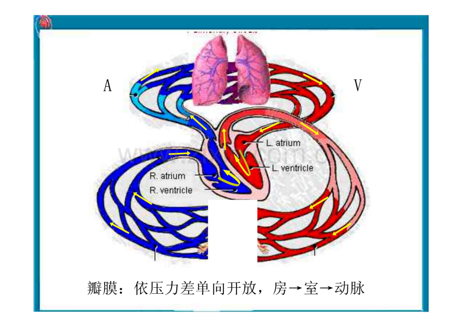 医学课件：血液循环.pdf_第2页