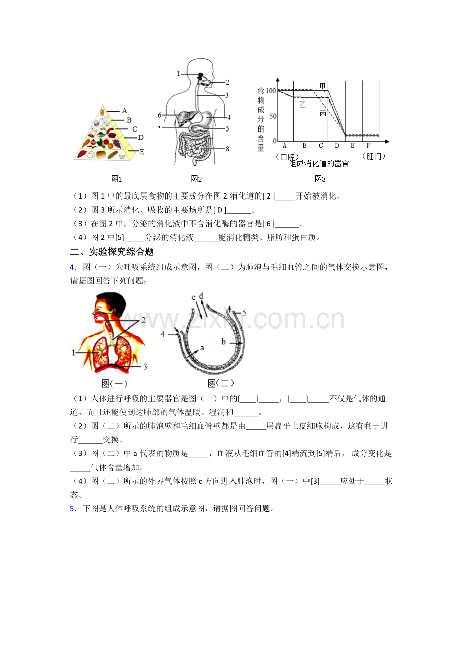 生物人教版七年级下册期末非选择题及答案.doc_第2页