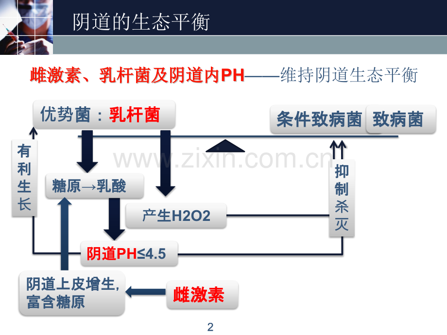 妇科炎症性疾病课件.pptx_第2页