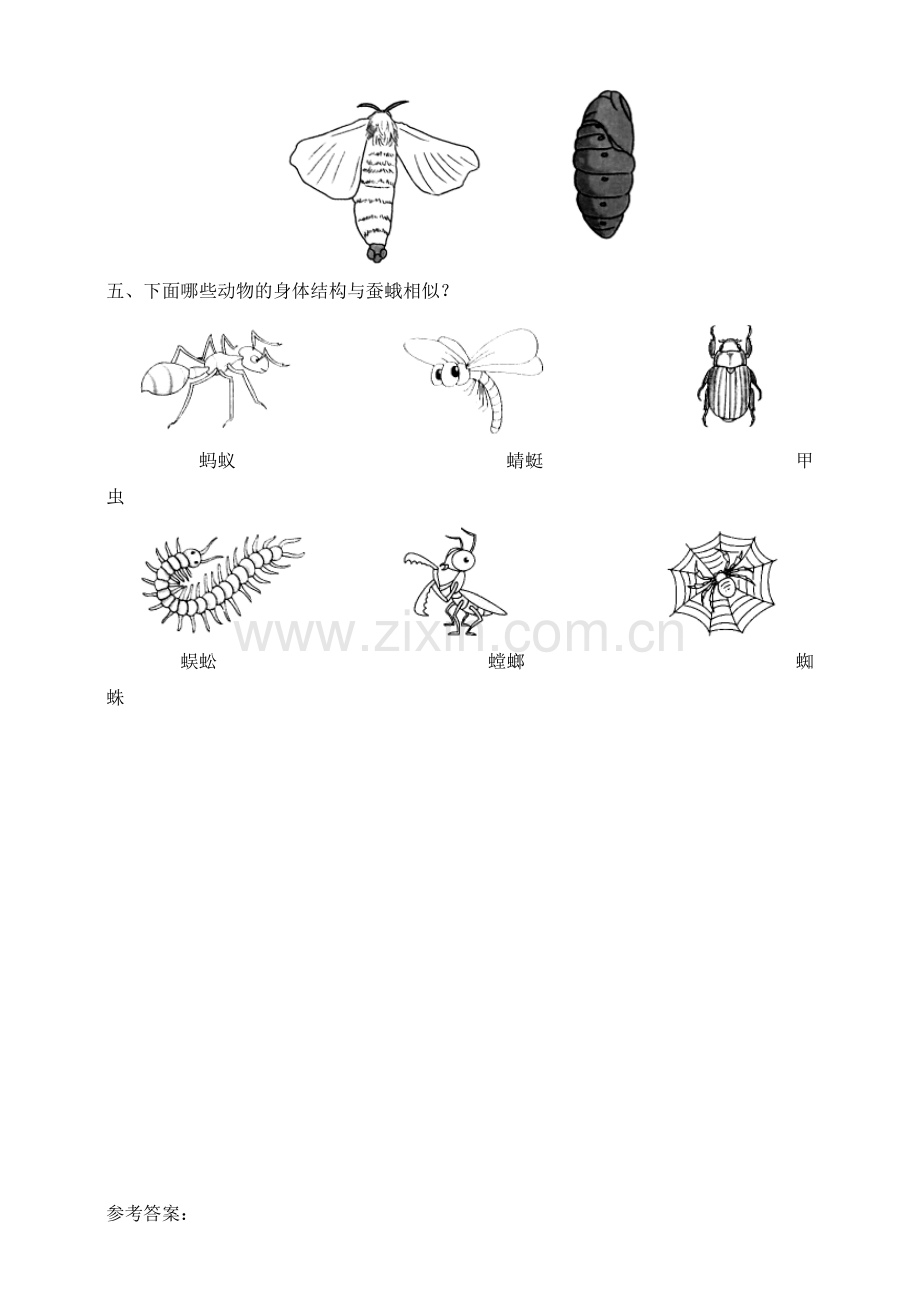 2020新教材教科版三年级科学下册：第二单元第5课--《茧中钻出了蚕蛾》习题.doc_第3页