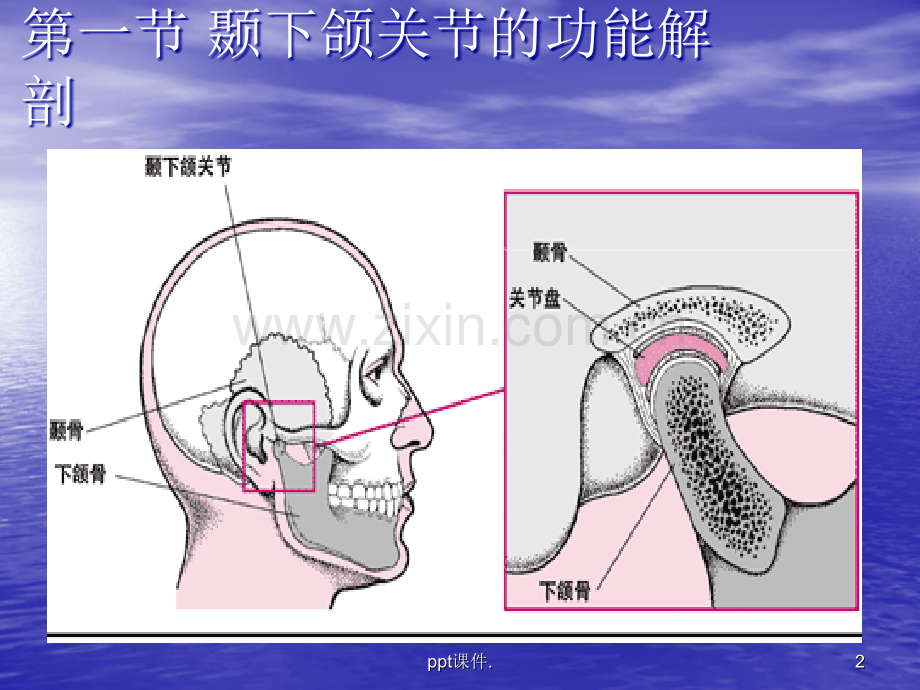 口腔科学颞下颌关节常见病.ppt_第2页